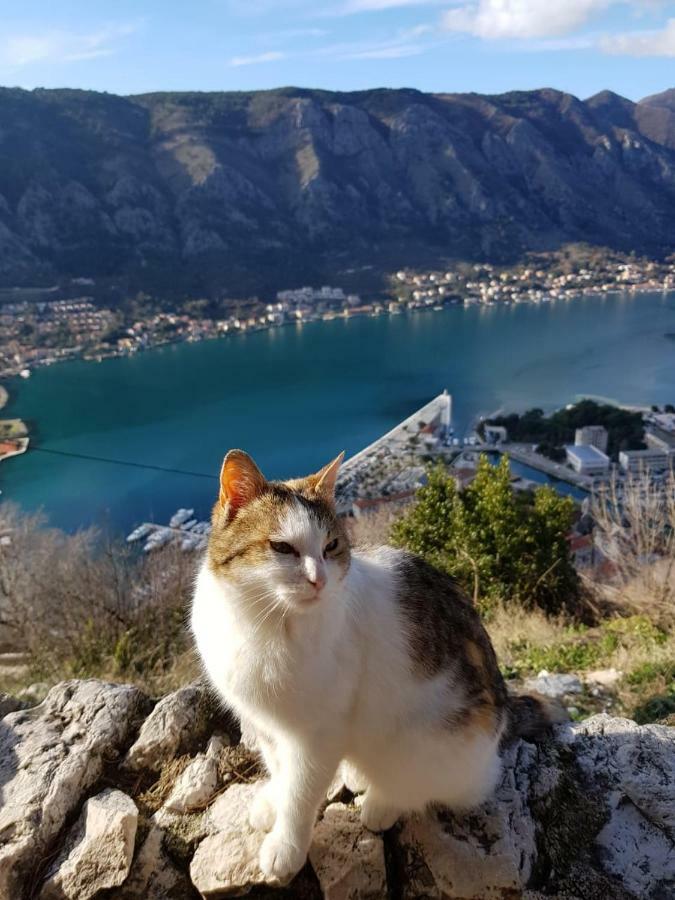 Apartments G. Jovanovic Kotor Dış mekan fotoğraf